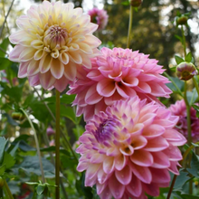 Load image into Gallery viewer, *NEW Coralie Tuber
