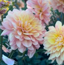 Load image into Gallery viewer, *NEW Wyn's New Pastel Tuber
