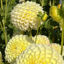 Load image into Gallery viewer, Polventon Supreme Tuber
