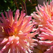 Load image into Gallery viewer, *NEW Pinky Peachy Tuber
