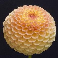 Load image into Gallery viewer, *NEW Suncrest Tuber
