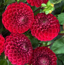 Load image into Gallery viewer, Cornel Tuber
