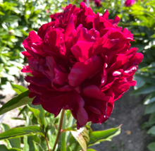 Load image into Gallery viewer, *NEW Highlight (Herbaceous/ Early to Mid Season Bloom)
