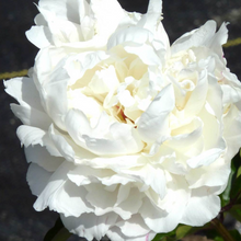 Load image into Gallery viewer, *NEW Kelway's Glorious (Herbaceous/ Late Season Bloom)
