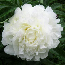 Load image into Gallery viewer, *NEW Kelway's Glorious (Herbaceous/ Late Season Bloom)
