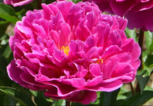 Load image into Gallery viewer, *NEW Nice Gal (Herbaceous/Early to Mid Season Bloom)
