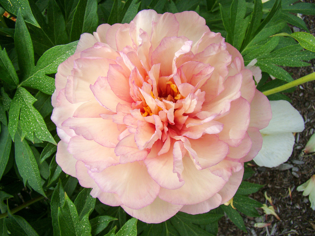 Scrumdidleumptious (ITOH/Mid to Late Season Bloom)
