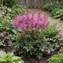 Load image into Gallery viewer, OpenPlantData Astilbe Black Pearls

