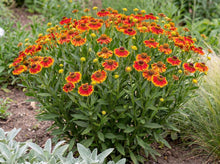 Load image into Gallery viewer, OpenPlantData Helenium Bandera
