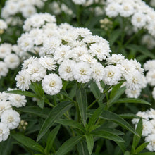 Load image into Gallery viewer, OpenPlantData Achillea ptarmica Diadem
