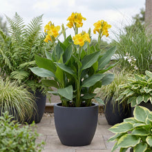 Load image into Gallery viewer, OpenPlantData Canna Tropical Yellow

