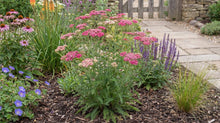 Load image into Gallery viewer, OpenPlantData Achillea Summerwine
