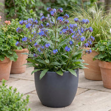 Load image into Gallery viewer, OpenPlantData Anchusa Loddon Royalist
