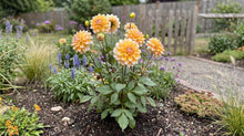 Load image into Gallery viewer, OpenPlantData Dahlia Seattle
