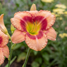 Load image into Gallery viewer, OpenPlantData Hemerocallis Galactic Blush
