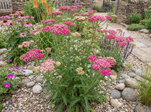 Load image into Gallery viewer, OpenPlantData Achillea Summerwine
