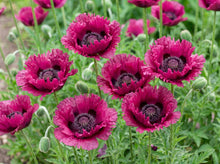 Load image into Gallery viewer, OpenPlantData Papaver Oriental Group Central Park
