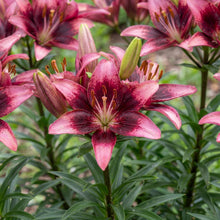 Load image into Gallery viewer, OpenPlantData Lilium Purple Dream
