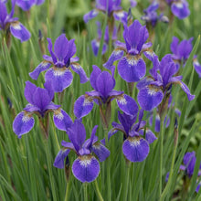 Load image into Gallery viewer, OpenPlantData Iris Silver Edge
