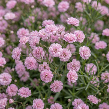 Load image into Gallery viewer, OpenPlantData Gypsophila Festival Pink Lady
