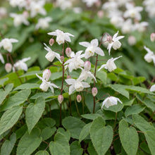 Load image into Gallery viewer, OpenPlantData Epimedium Niveum
