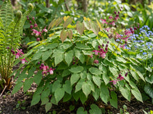 Load image into Gallery viewer, OpenPlantData Epimedium rubrum
