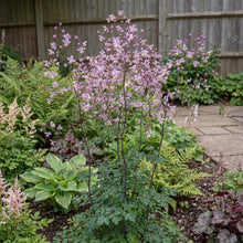 Load image into Gallery viewer, OpenPlantData Thalictrum delavayi

