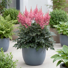 Load image into Gallery viewer, OpenPlantData Astilbe chinensis Vision in Pink

