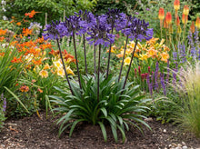 Load image into Gallery viewer, OpenPlantData Agapanthus Black Buddhist
