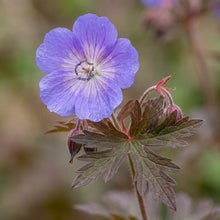 Load image into Gallery viewer, OpenPlantData Geranium Kaya
