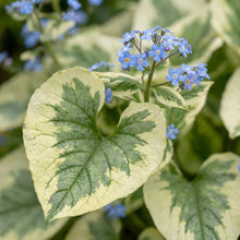 Load image into Gallery viewer, OpenPlantData Brunnera Hadspen Cream
