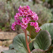 Load image into Gallery viewer, OpenPlantData Bergenia Winterglow
