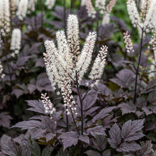 Load image into Gallery viewer, OpenPlantData Actaea Atropurpurea
