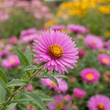 Load image into Gallery viewer, OpenPlantData Aster Jenny
