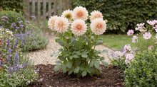 Load image into Gallery viewer, OpenPlantData Dahlia Café au Lait
