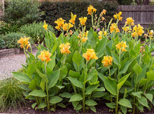 Load image into Gallery viewer, OpenPlantData Canna Richard Wallace
