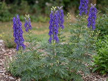 Load image into Gallery viewer, OpenPlantData Aconitum napellus

