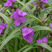 Load image into Gallery viewer, OpenPlantData Tradescantia Andersoniana Group Red Grape
