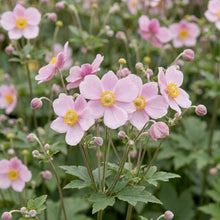 Load image into Gallery viewer, OpenPlantData Anemone tomentosa Robustissima
