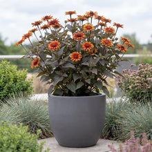 Load image into Gallery viewer, OpenPlantData Heliopsis helianthoides var. scabra Luna Roja
