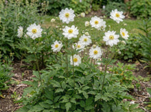 Load image into Gallery viewer, OpenPlantData Anemone hybrida Whirlwind
