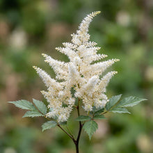 Load image into Gallery viewer, OpenPlantData Astilbe Brautschleier
