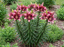 Load image into Gallery viewer, OpenPlantData Lilium Purple Dream
