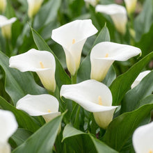 Load image into Gallery viewer, OpenPlantData Calla Crystal Clear
