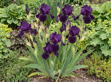 Load image into Gallery viewer, OpenPlantData Iris Superstition
