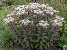Load image into Gallery viewer, OpenPlantData Eupatorium Blind Date

