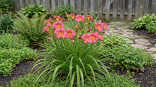 Load image into Gallery viewer, OpenPlantData Hemerocallis Summer Wine

