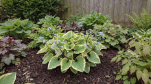 Load image into Gallery viewer, OpenPlantData Brunnera macrophylla Hadspen Cream
