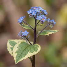 Load image into Gallery viewer, OpenPlantData Brunnera macrophylla Hadspen Cream
