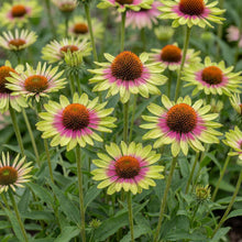 Load image into Gallery viewer, OpenPlantData Echinacea purpurea Green Twister
